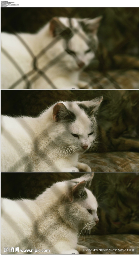 笼子里的小猫咪