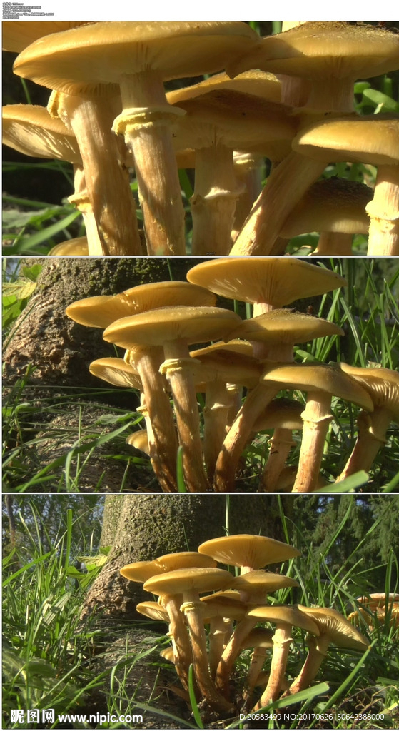 蘑菇香菇