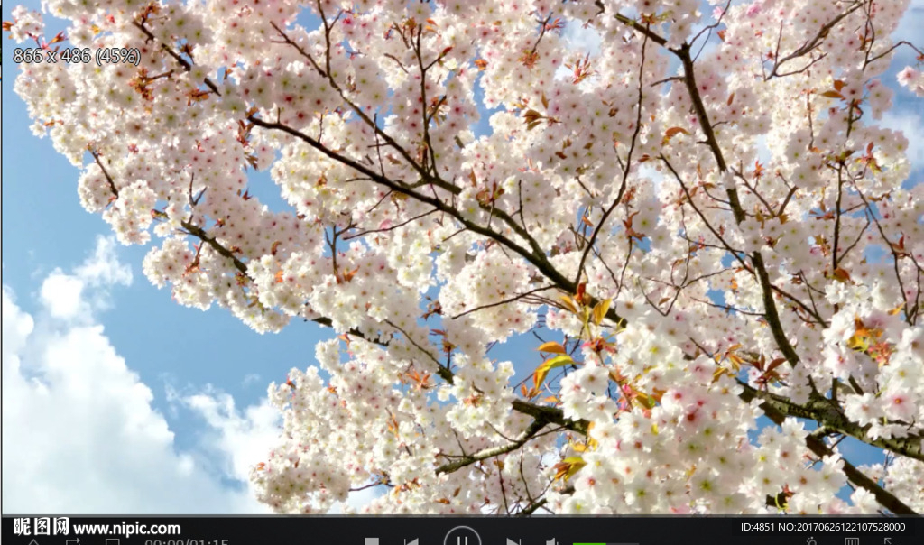 清新花儿
