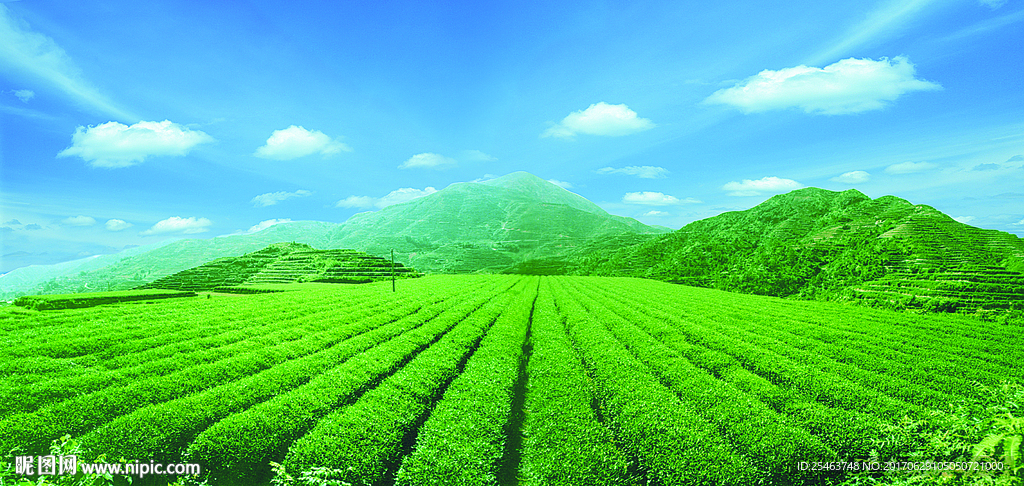 视觉中国茶山图图片