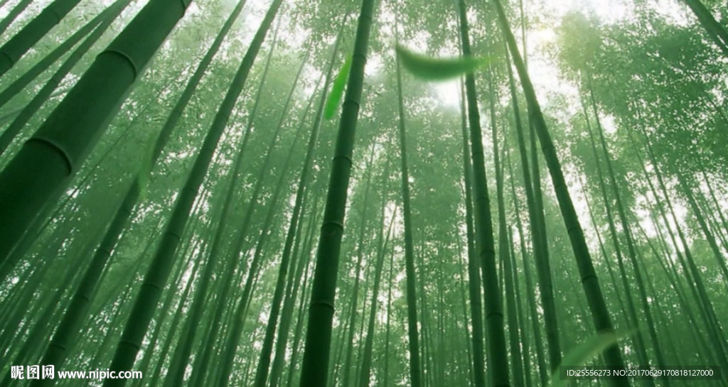 竹林 高清VJ舞台背景