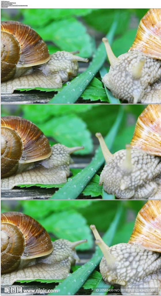 两只蜗牛吃草