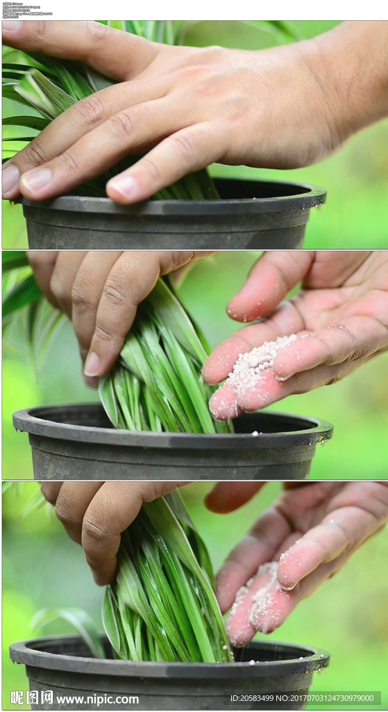 给绿色植物施肥
