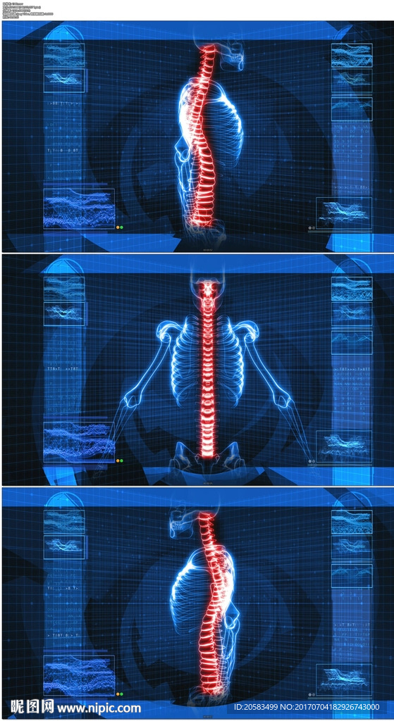 转动的脊椎骨骼