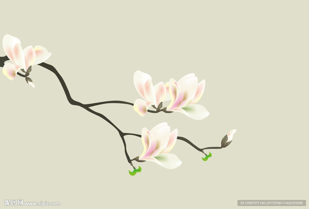 玉兰花