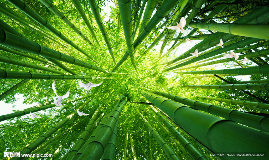 清新绿色竹林仰视天空