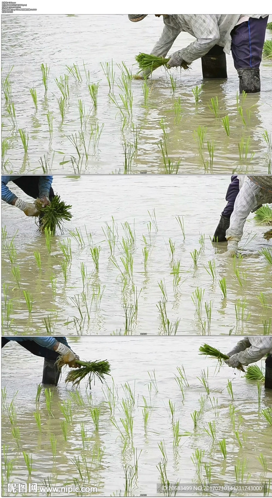 插秧种田