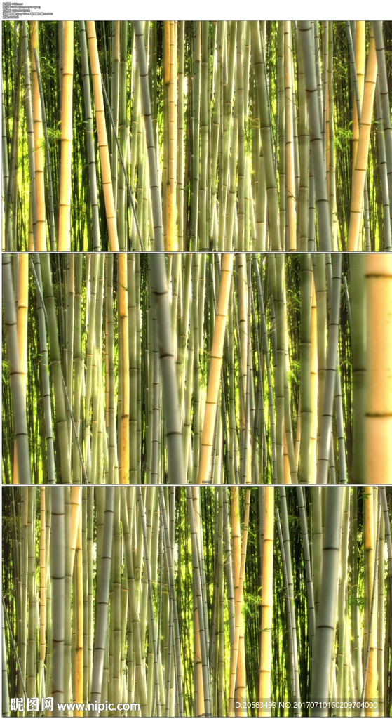茂密竹林