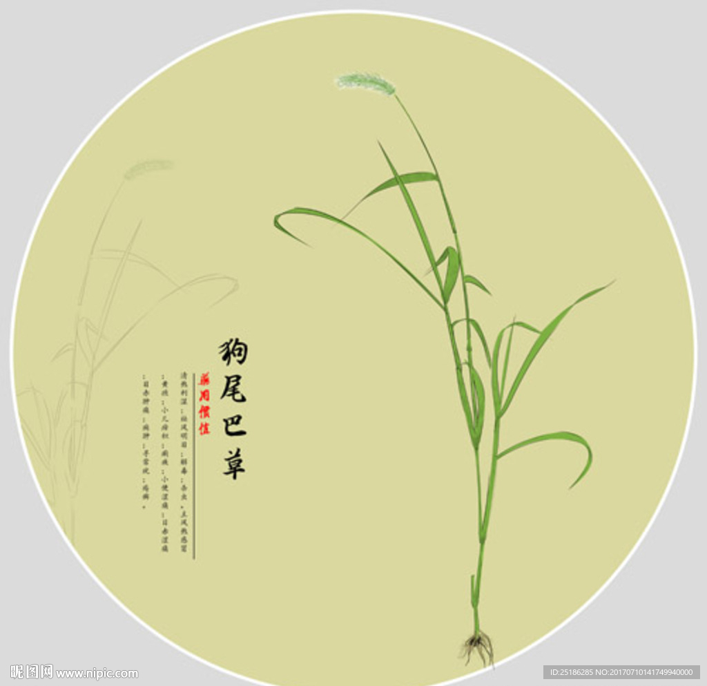 狗尾巴草