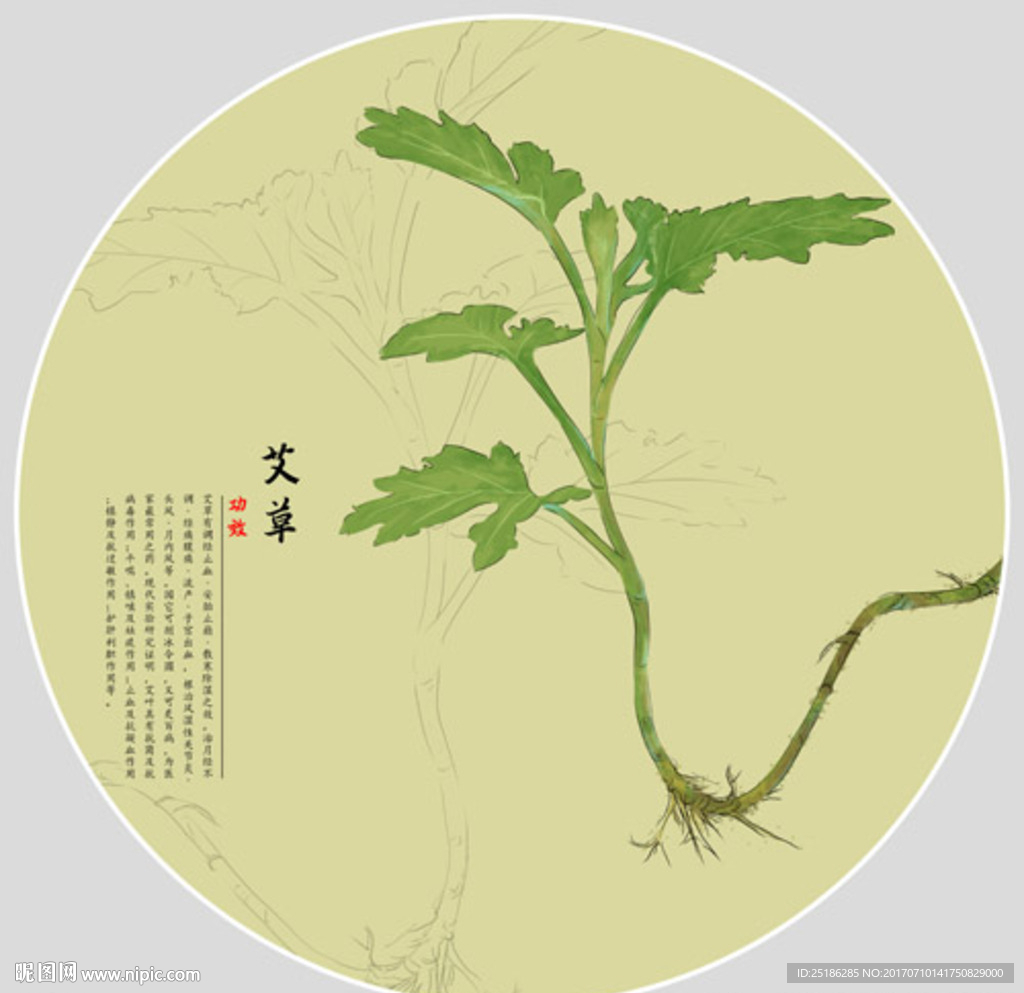Chinese Mugwort – Great Gourd Herbal Garden