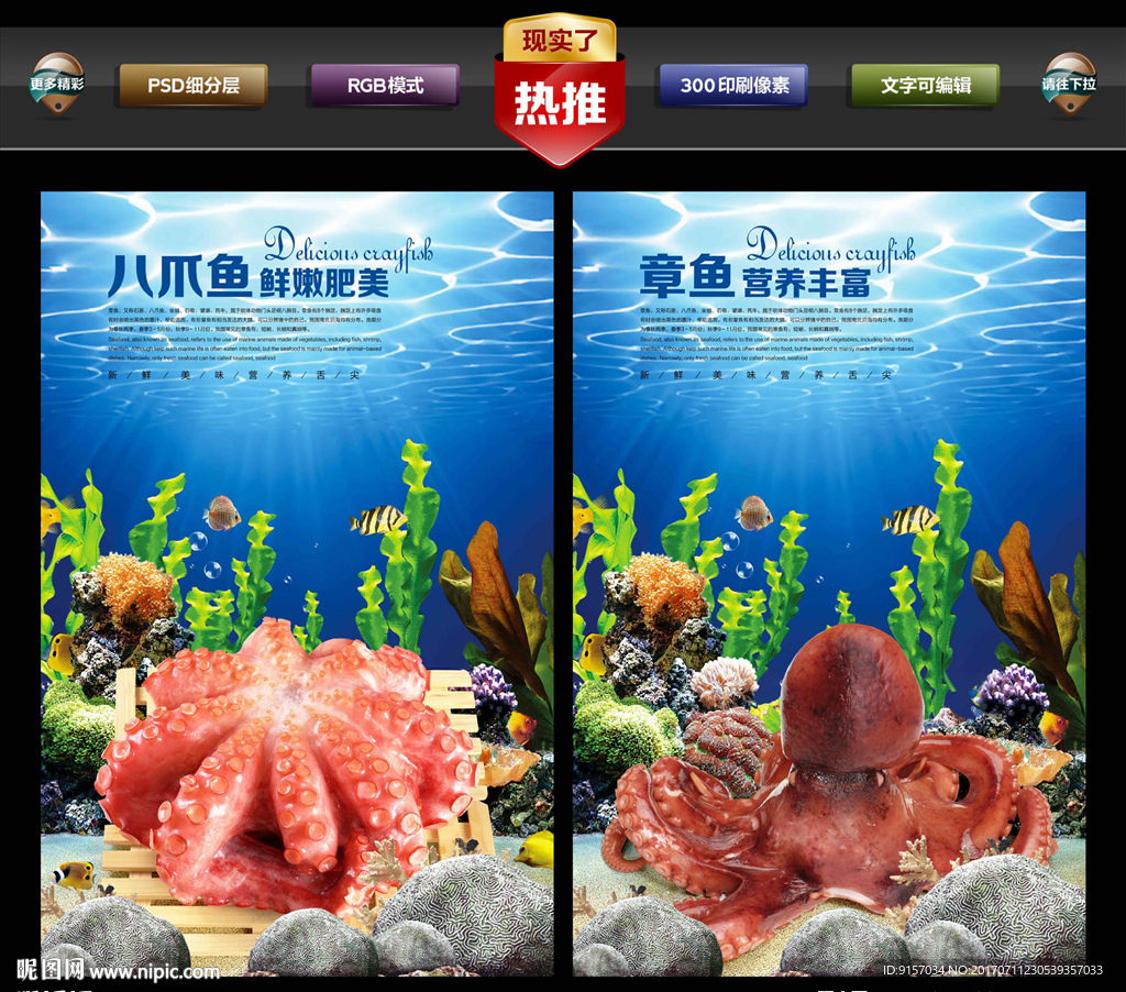 八爪鱼