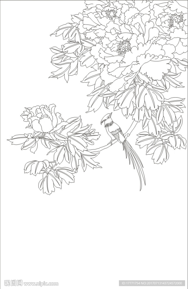 牡丹鸟