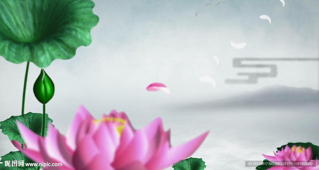 荷花视频素材
