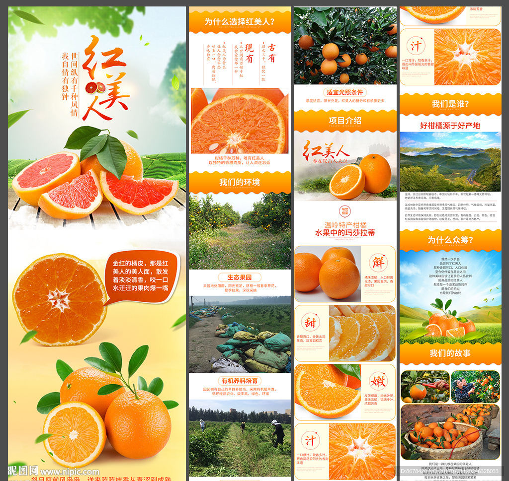 红美人芦柑详情页
