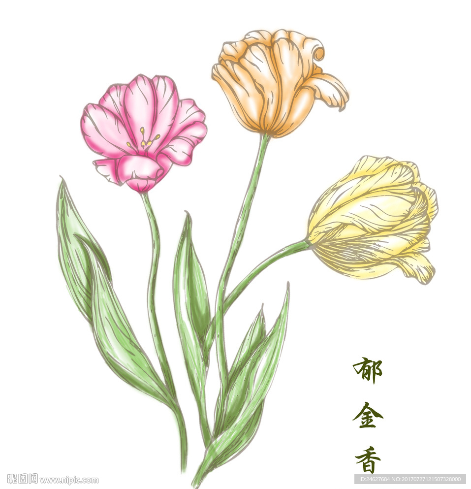 手绘郁金香无框画