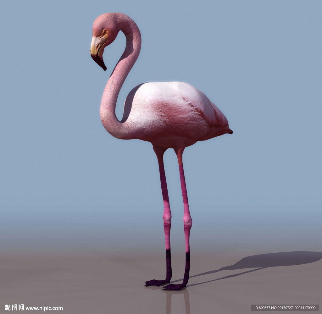 火烈鸟3D立体JPG