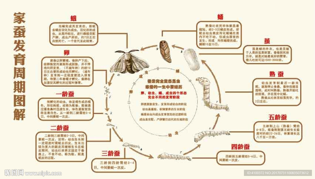 蚕的生命周期流程图图片