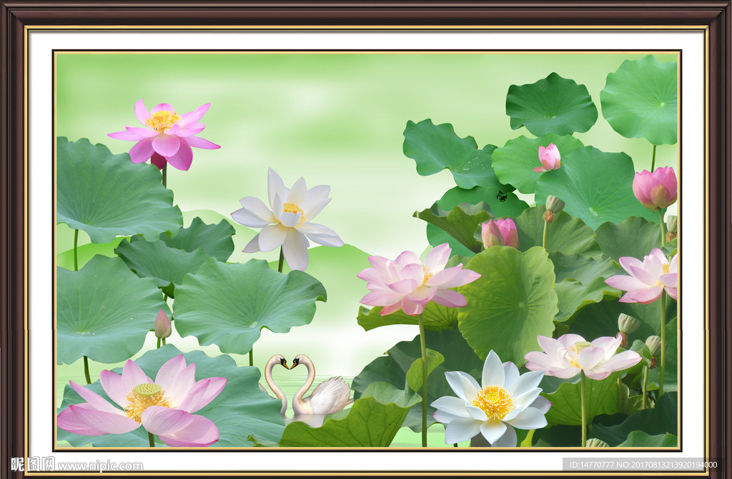 荷花图
