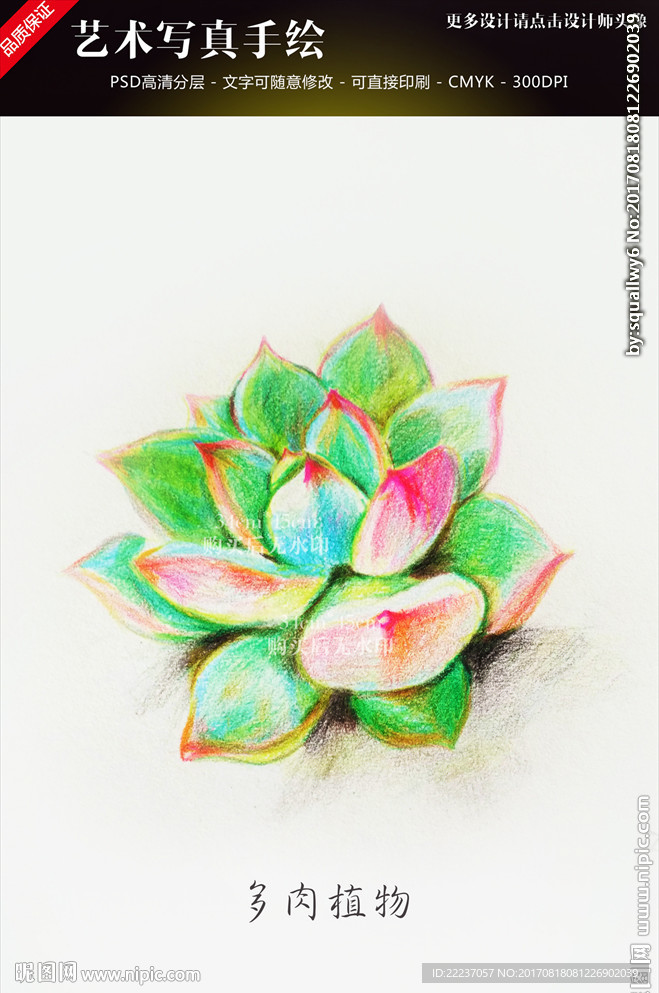 艺术手绘多肉绿色植物图画