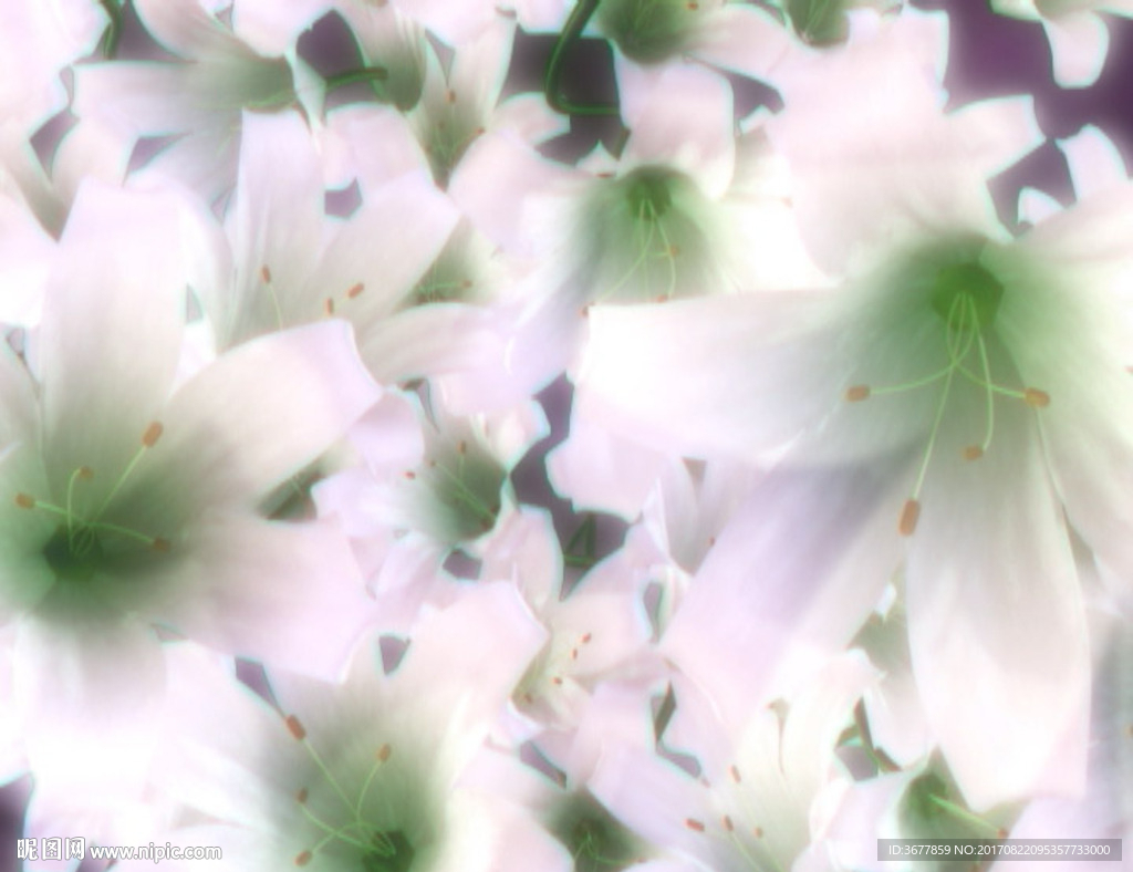 百合花