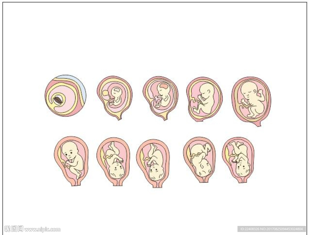 怀胎十月过程图