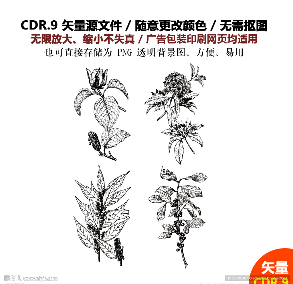 手绘植物草药矢量图