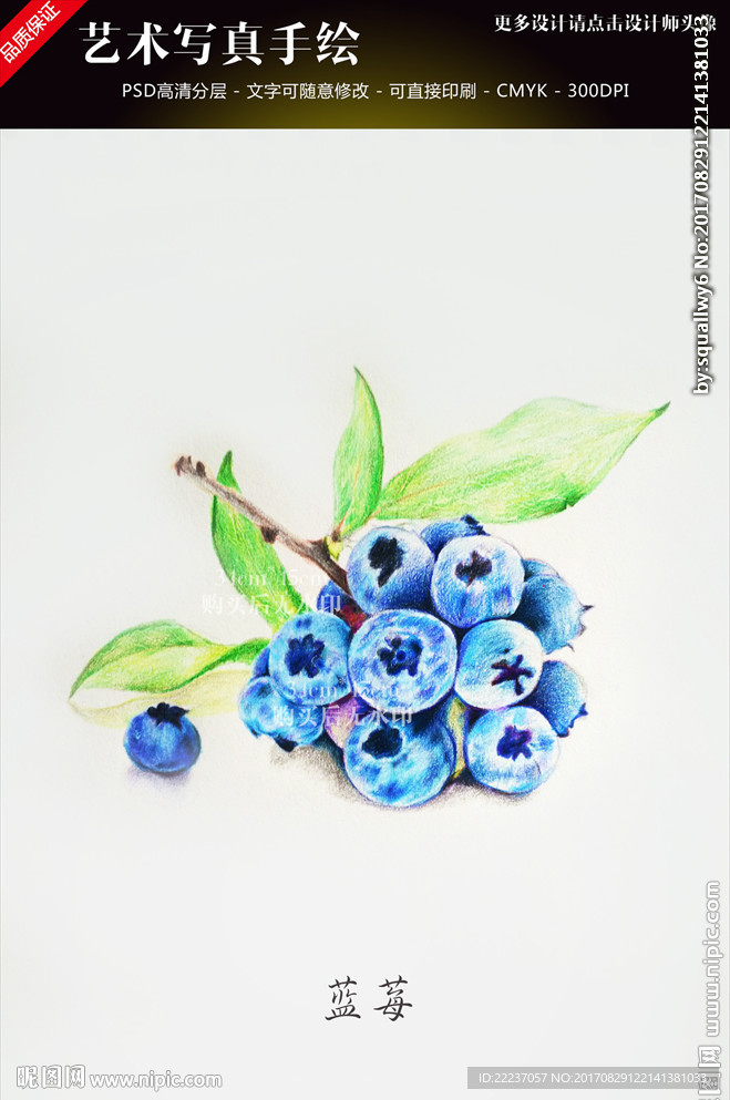手绘超写实蓝莓