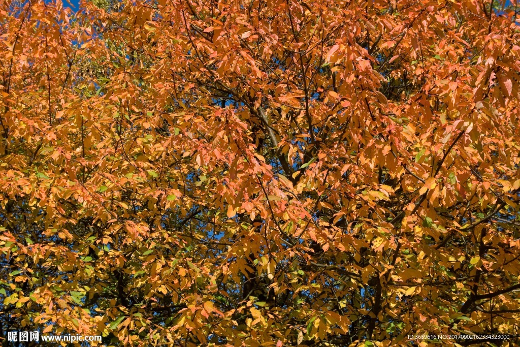 秋天的树叶 背景