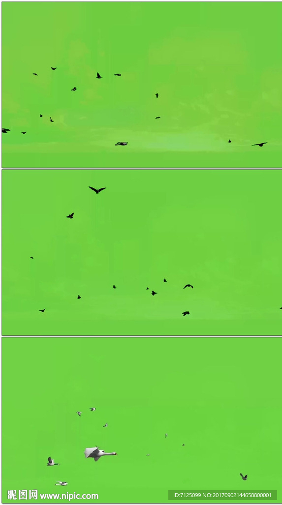 飞鸟绿背景抠像素材
