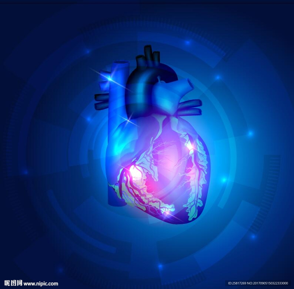 矢量蓝色技术背景心脏解剖