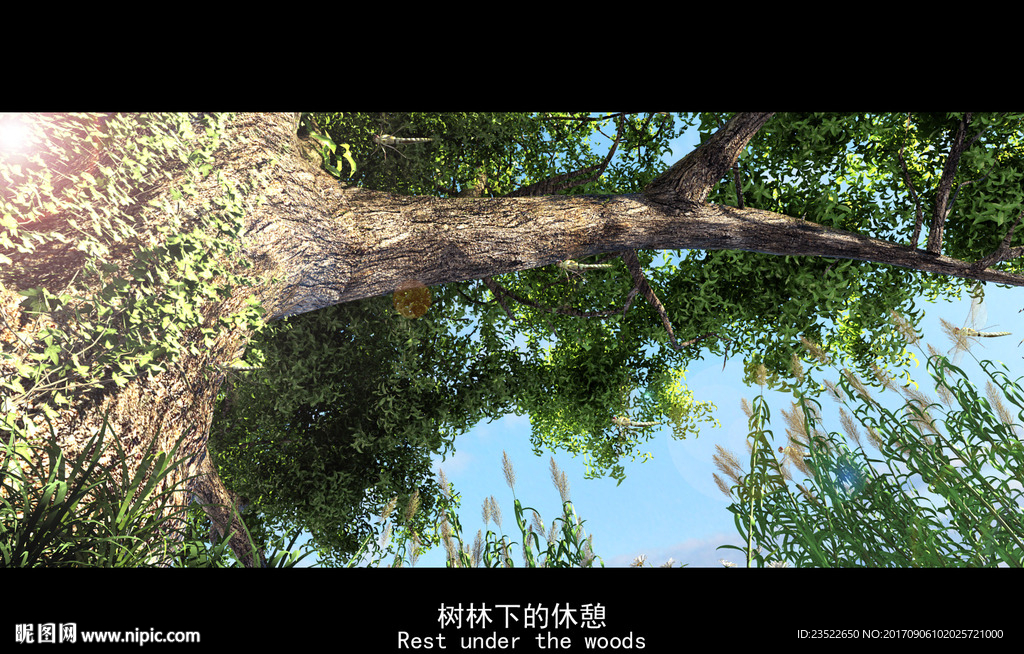 大树 树冠 树干