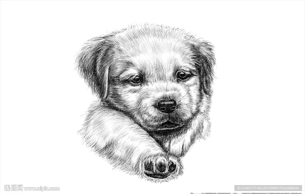 素描插画狗