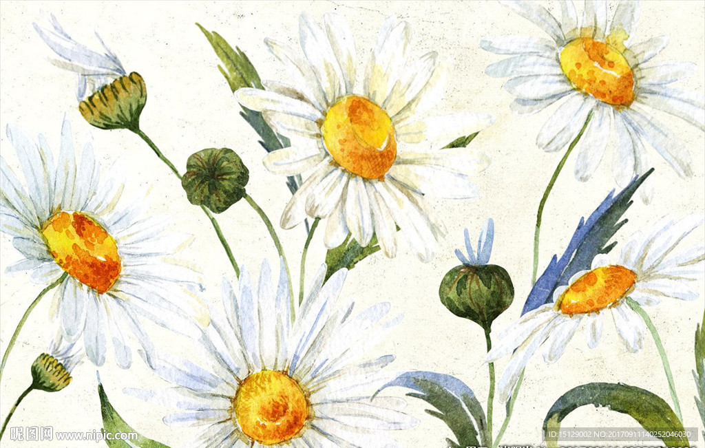 手绘甘菊雏菊水彩画