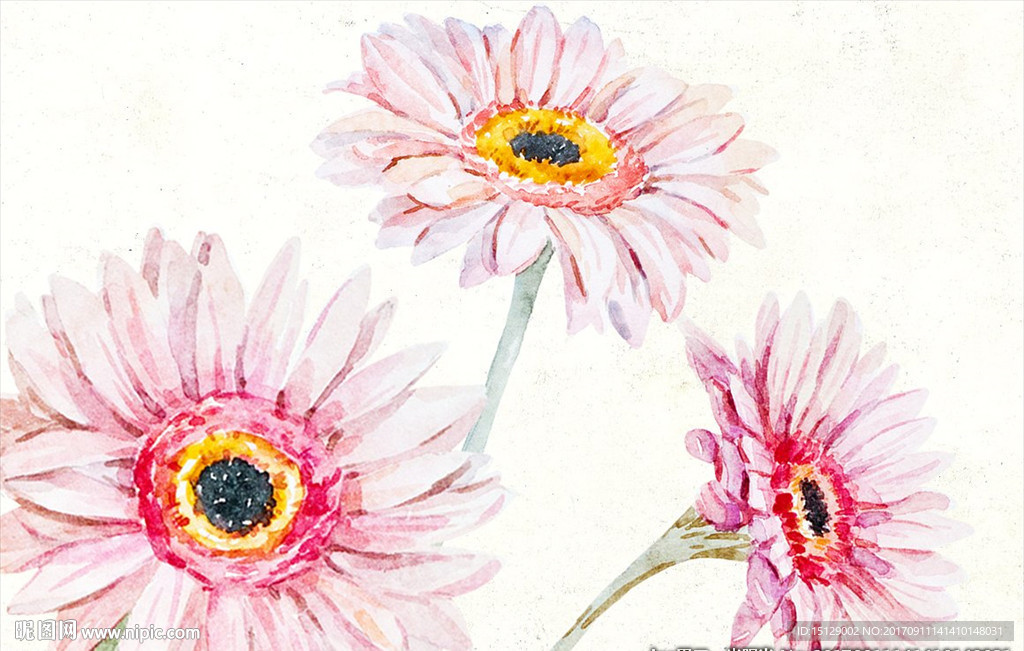 粉色非洲菊水彩画