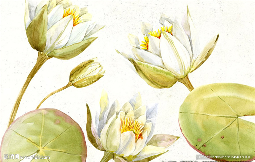 手绘黄色莲花水彩画