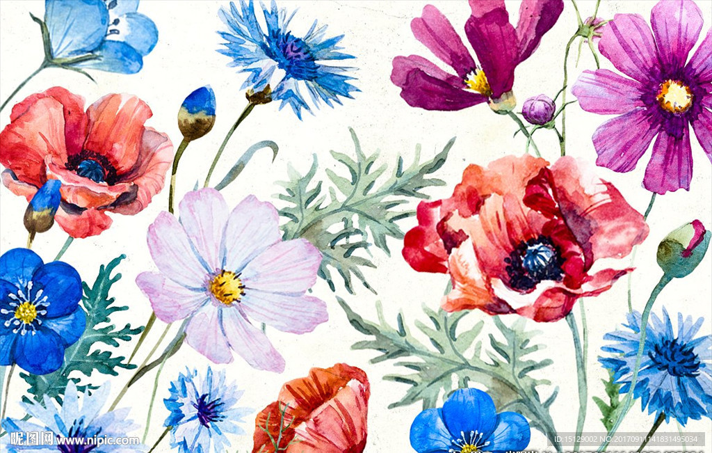 手绘虞美人格桑花波斯菊水彩画