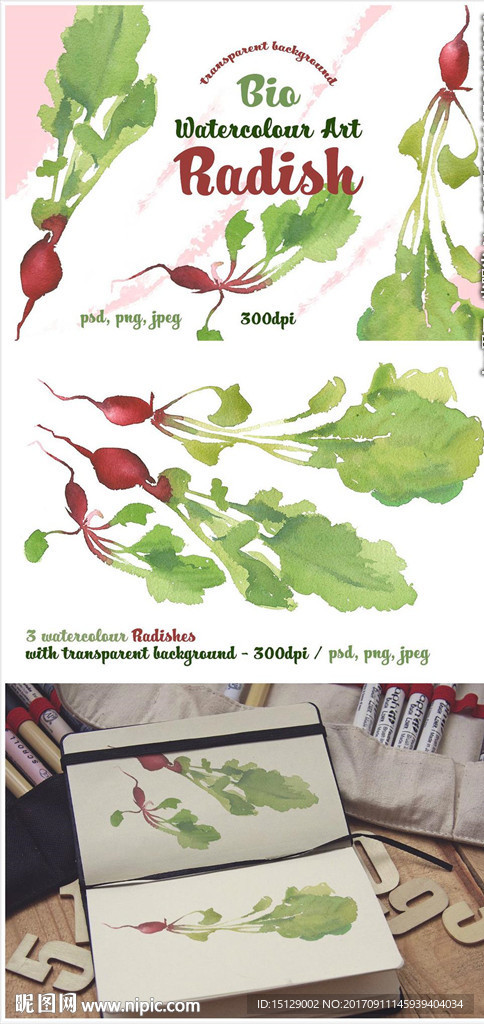 手绘红萝卜水彩画