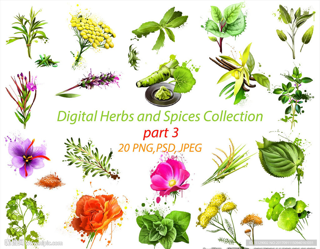 手绘草本植物药草香料水彩画