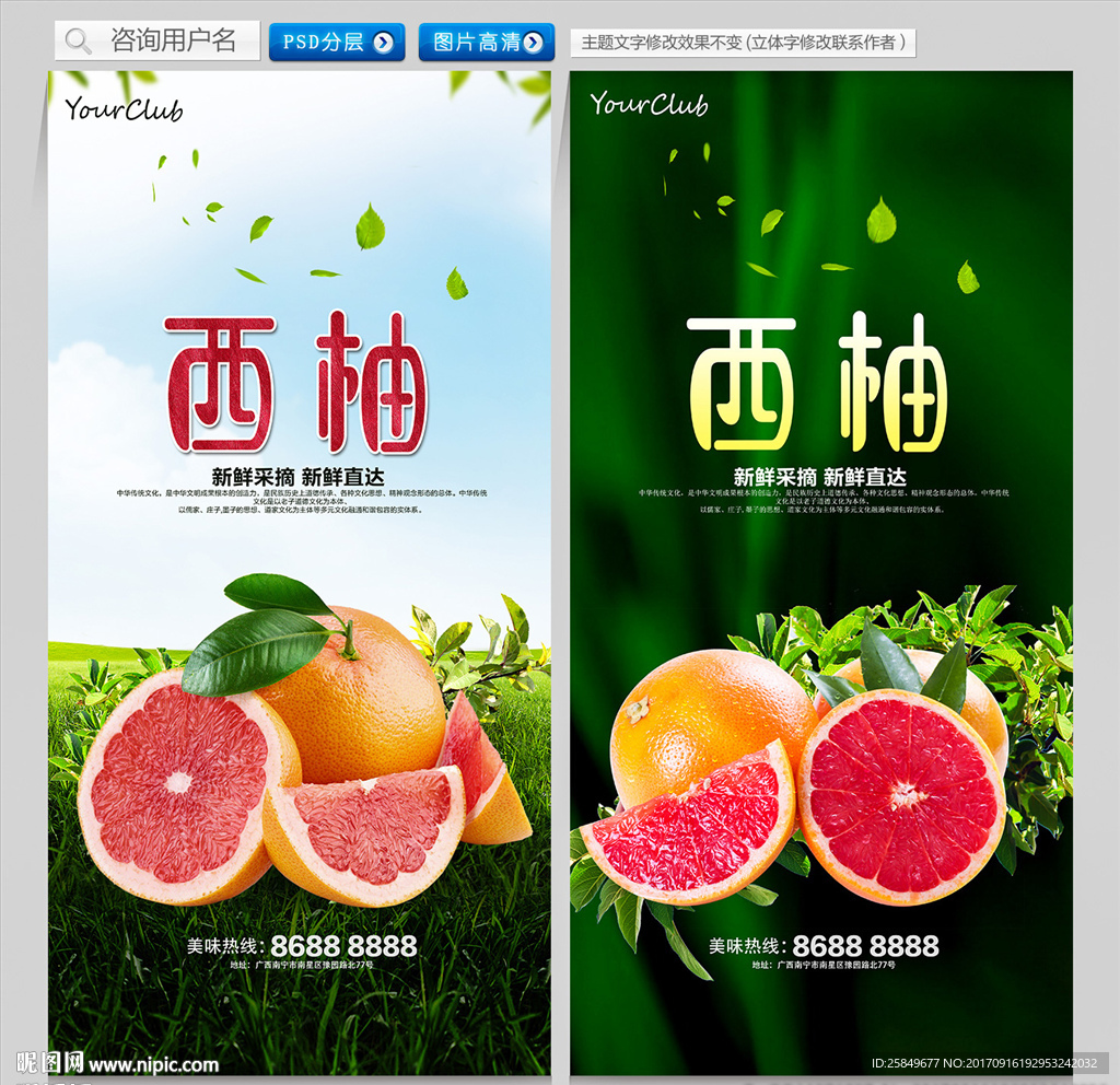 西柚