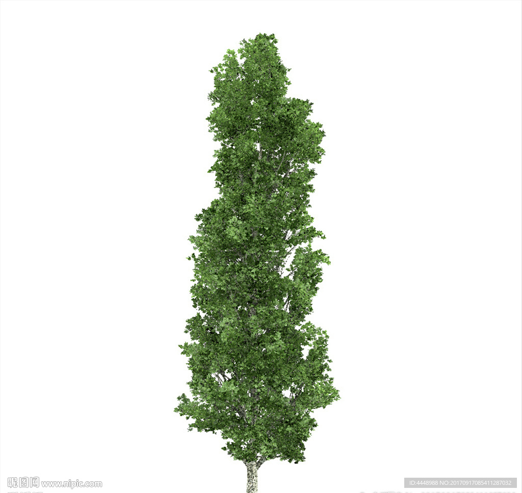 红豆杉模型
