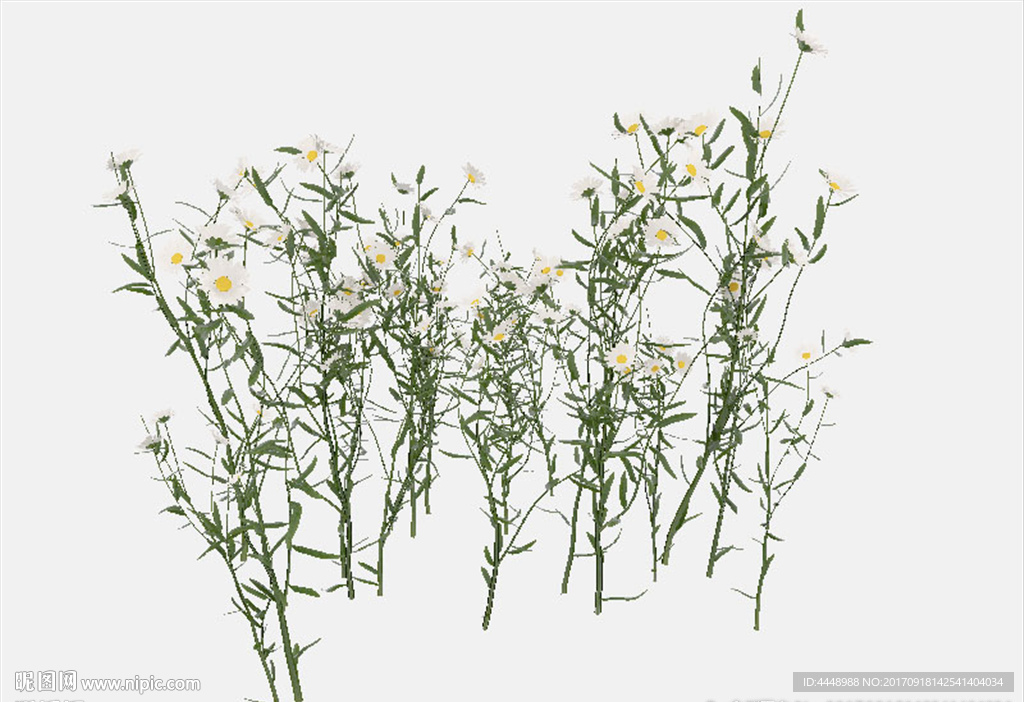 野菊花模型
