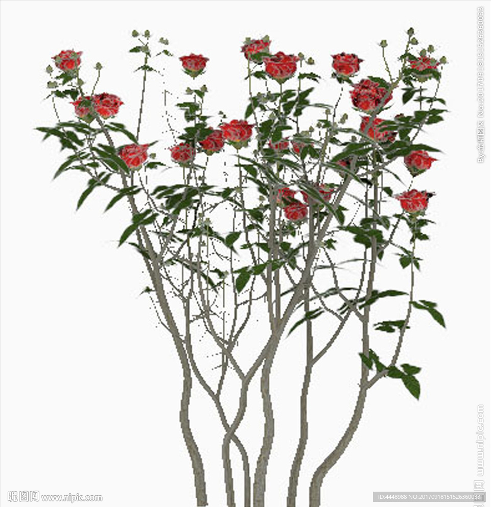 玫瑰花丛模型