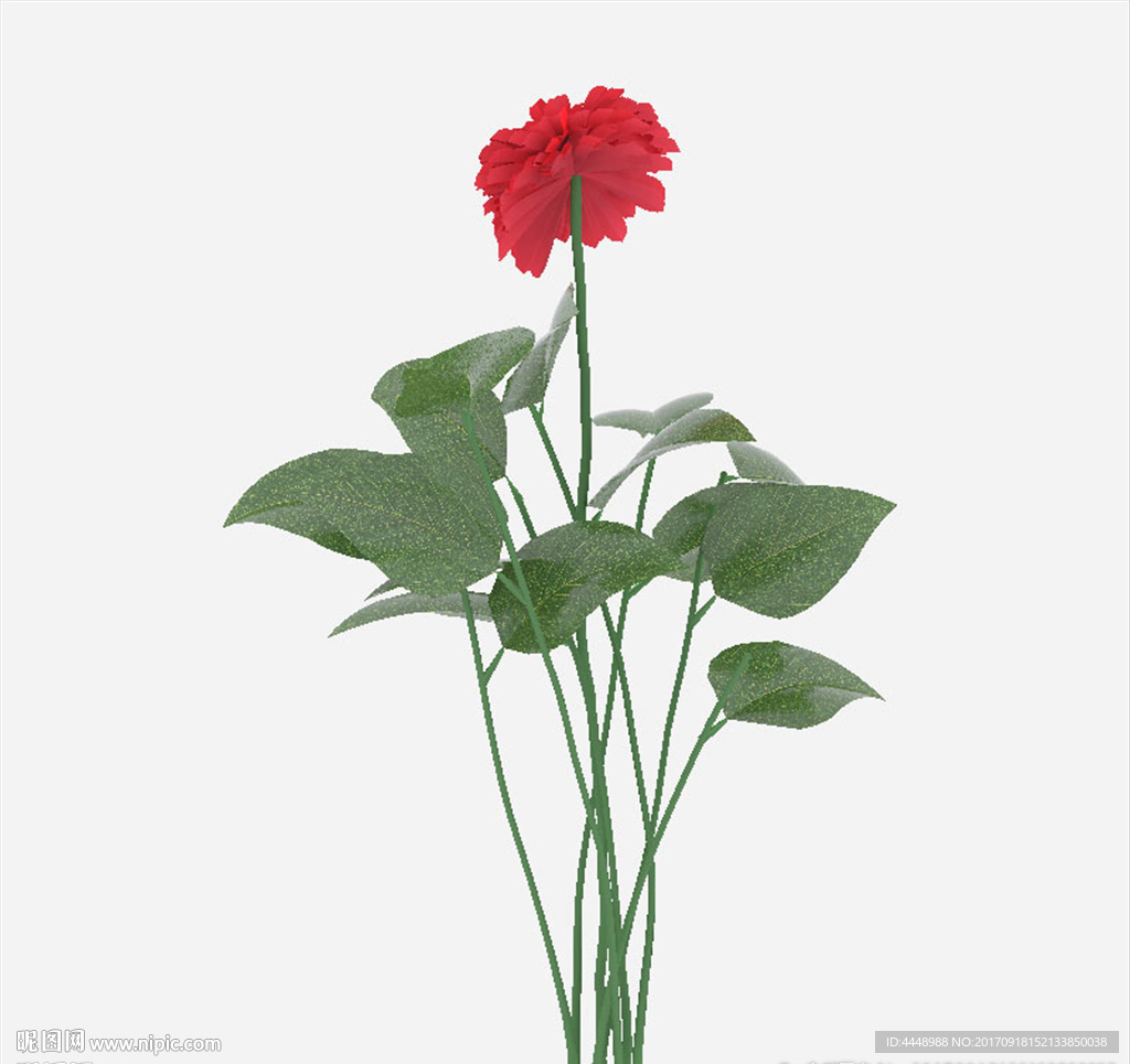 红花植物模型
