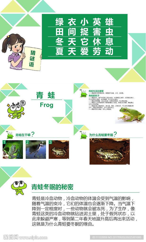 青蛙生态教育课件