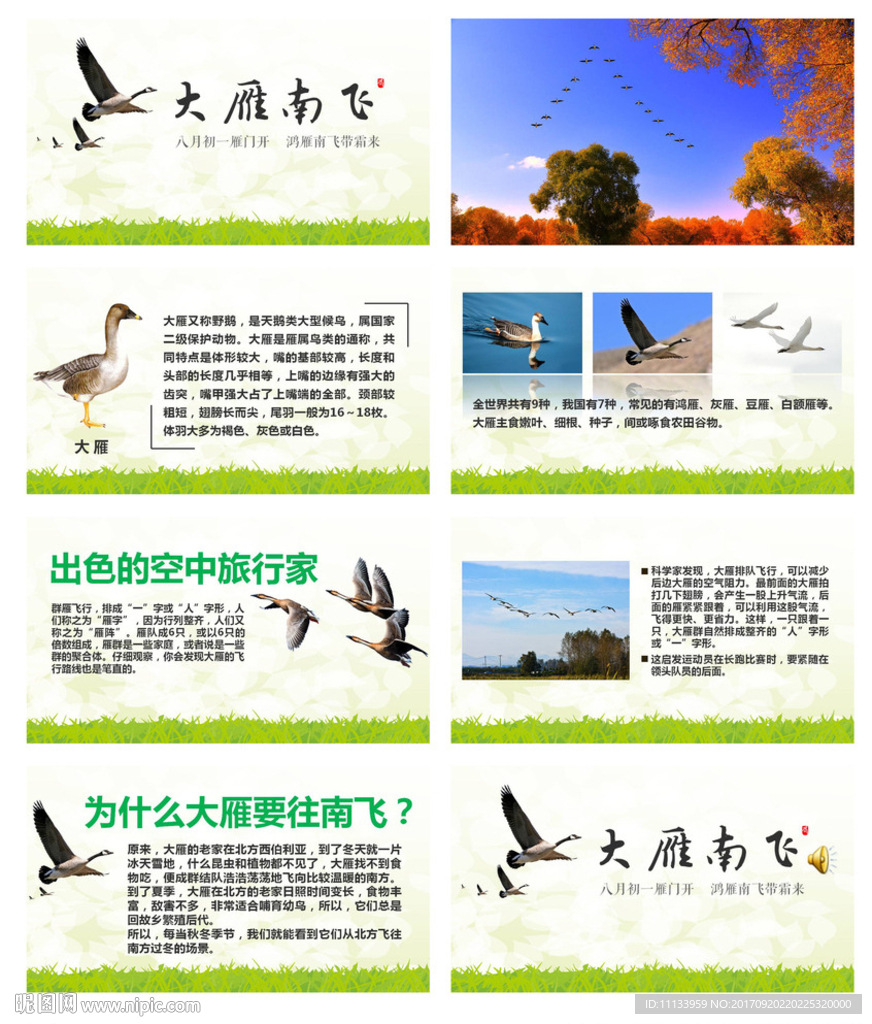 大雁南飞课件