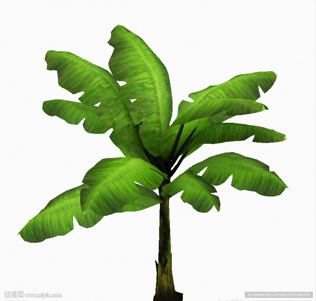 大芭蕉树模型