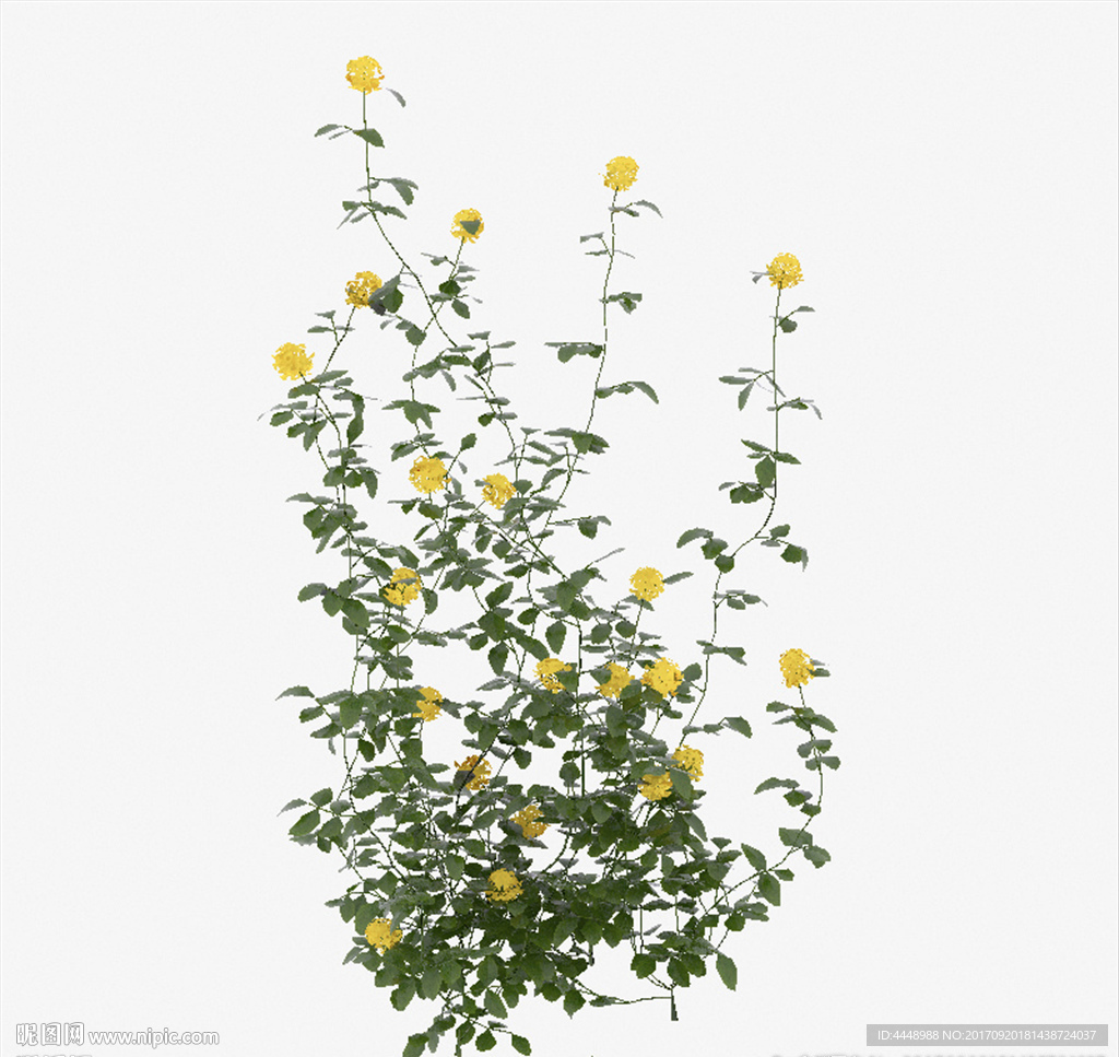 野菊花模型