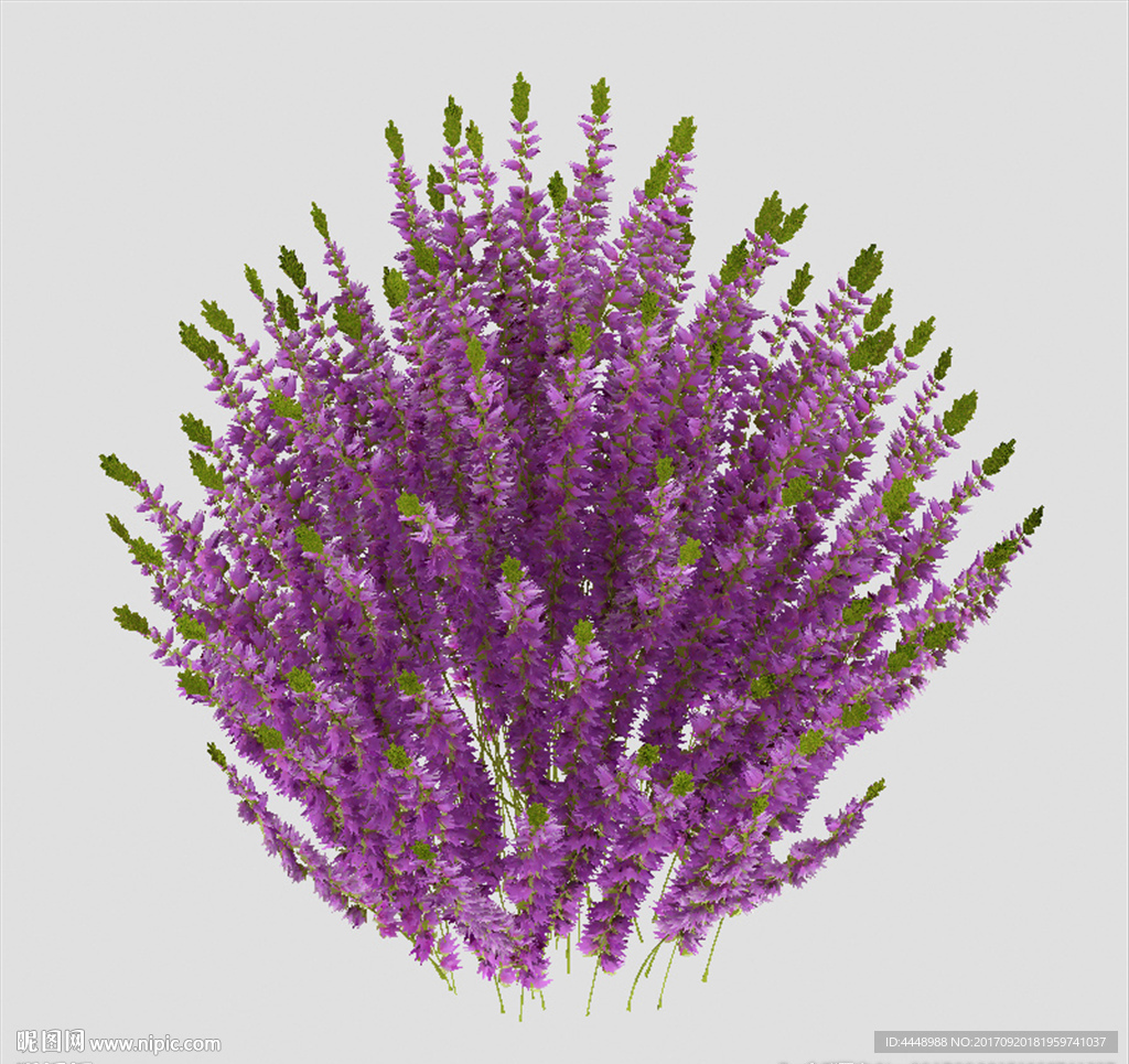 薰衣草模型