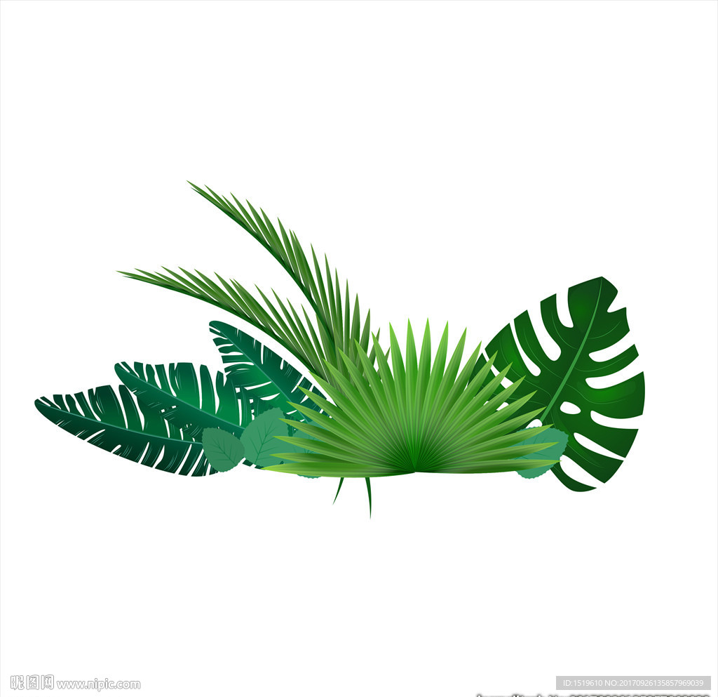 龟背叶 植物配饰