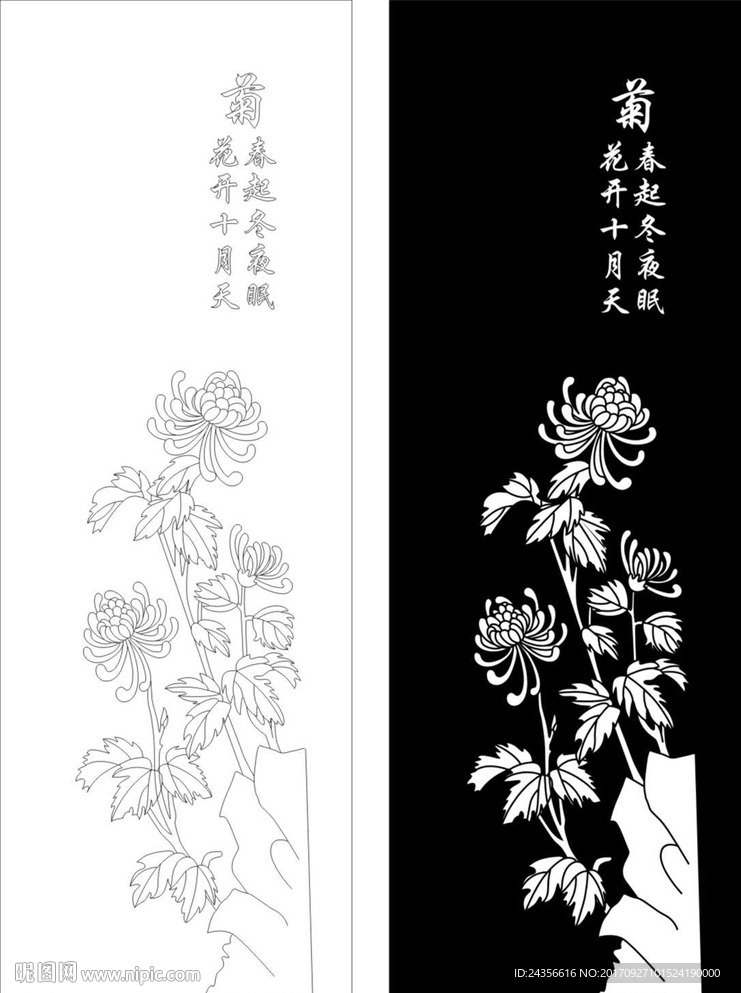 菊花